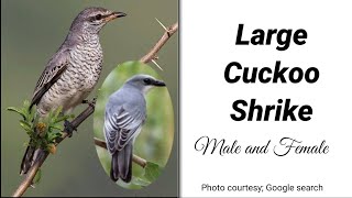 Large Cuckoo Shrike Male and female [upl. by Bart]