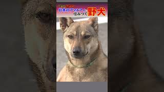 【野犬うろつく港町】約50頭の犬が町中をうろちょろ…住民に募る不安「突然襲ってくる可能性も」shorts 野犬 遠吠え [upl. by Justin]