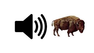 Bison Sounds  Sound Effect  ProSounds [upl. by Vitek]