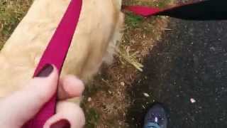 How to use a double ended dog lead [upl. by Gunning]