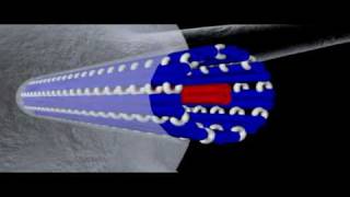 Cytoskeleton Microtubules  Cell Biology [upl. by Modesta]