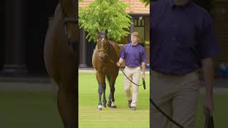 🇬🇧 Cracksman is now Europes leading secondcrop sire in 2023 💪 shorts [upl. by Nnaaihtnyc]