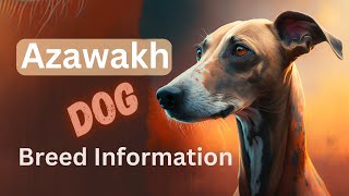 Azawakh  Dog Breed Information amp Characteristics amp Care [upl. by Ssyla]