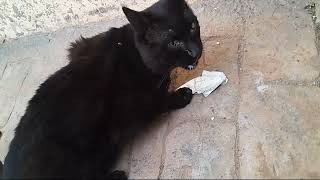 I saw a black cat that followed me so I bought him a piece of cheese and he ate it [upl. by Ahsetel325]