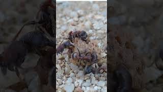 Desert Harvester Ants Found Food [upl. by Araic749]