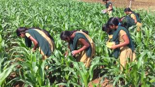 application of carbofuran granules inside of whorls in maize [upl. by Nywra]