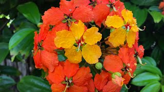 Orange Orchid Vine  Orange Bauhinia Bauhinia kockiana [upl. by Andri]