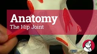 Anatomy The Hip Joint [upl. by Ku610]