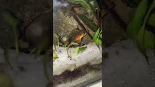 Apistogramma hongsloi with spawn apistogramma hongsloi spawn fish fishtank [upl. by Lashoh]