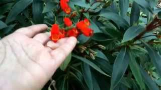 Gloxinia sylvatica Seemannia sylvatica  Bolivian sunset [upl. by Damas381]