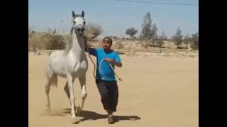 O cavalo Árabe Arabian Horse [upl. by Leavelle759]