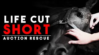 Life Cut Short  Auction Rescue  Horse Shelter Heroes S4E25 [upl. by Etnovert]