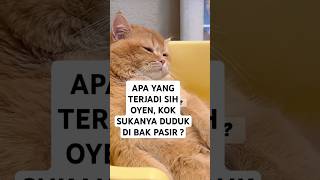 FLUTD KAH  cat catlover catbreed kucinglucuterbaru kucingoyen oyenbarbar oyenlucu oyenbesar [upl. by Rossy]