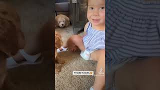 kidsbestdoodle goldendoodle puppy goldendoodlepuppy goldendoodles doglovers cutedog [upl. by Lat201]