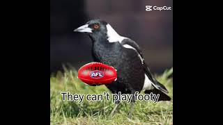 For the record guys I didnt make this video saw it on capcut 🤣❤️💙💛uncaged brisbanelions afl [upl. by Nij]