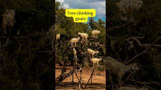 Tree Climbing Goat in Morocco shorts animals goat viral [upl. by Hurlow829]