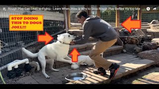 Stop Doing This To Dogs  Beckman Review Dog Training [upl. by Ellehsor]