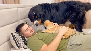 What does Bernese Mountain Dog do when I hug a puppy [upl. by Tereve64]