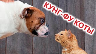 Приколы с котами КУНГФУ  КОТЫ Смешные коты С ОЗВУЧКОЙ Самые смешные животные [upl. by Amzu]