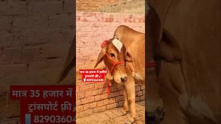 मात्र 35 हजार में ख़रीदो 👌 ट्रांसपोर्ट फ्री के साथ✅ cattlefarming152 animalfarming [upl. by Karab]