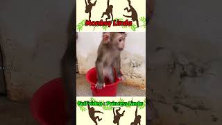 Monkey Linda uses a potty to pee [upl. by Eelirak]