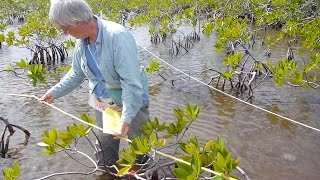 Living on the Edge Mangroves [upl. by Chuch]