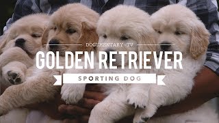 ALL ABOUT GOLDEN RETRIEVERS [upl. by Parette]