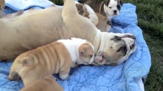 Bella and Brunos 4 week old english bulldog puppies [upl. by Peirce216]