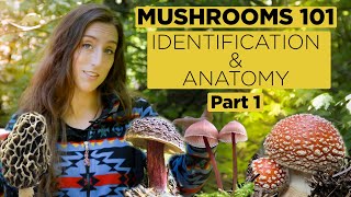 Mushrooms 101 Identification and Anatomy  Part 1 [upl. by Lenox]