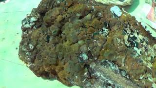 Prep Work Fluorite Crystals Okorusu Mine Otjiwarongo Otjozondjupa Namibia  Part 1 of 4 [upl. by Retnyw81]