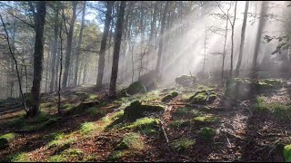 Meraviglie d’Autunno Un Bosco Incantato e Porcini da Sogno [upl. by Enneite]