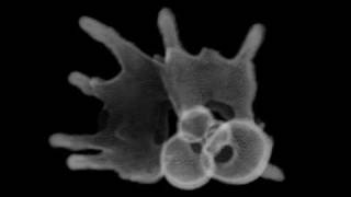 CT scan fossil Planktonic foraminifera  浮遊性有孔虫 [upl. by Jolyn]