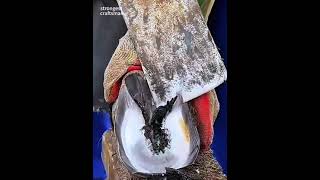 A craftsman uses a knife to trim the donkeys hoof [upl. by Thisbee66]