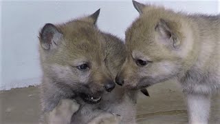 Cachorros Perro Lobo Checoslovaco  Czechoslovakian Wolfdog puppies [upl. by Sinclair]