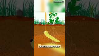 Have you heard of Cordyceps sinensis it is complex organism facts sciencefacts viralvideo [upl. by Leval]