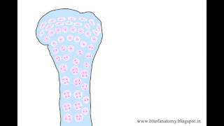 Endochondral ossification cartilaginous ossification [upl. by Cook]