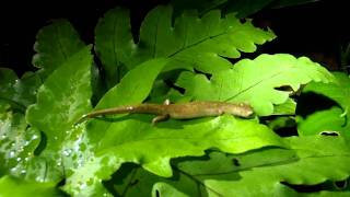 Bolitoglossa colonnea in Siquirres CRARC Costa Rica [upl. by Gairc]