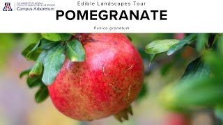 Edible Landscapes Tour Pomegranate Punica granatum [upl. by Ydassac]