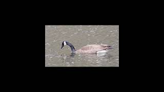 Canada Goose [upl. by Darryn]