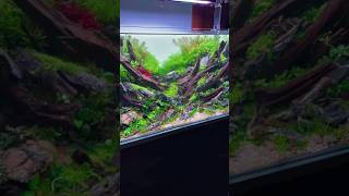 planted aquarium setup aquarium feeds [upl. by Atsylac]