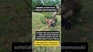 Usia Ayam Mulai Masuk Rawatan peternakayam hobiayam botohmuda [upl. by Naujaj]