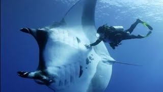 Mantarraya Oceánica GIGANTE  Mini Documental [upl. by Columbyne]