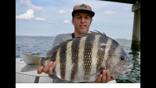 How to Catch Sheepshead Full Sheepshead Tutorial Tips and How To [upl. by Brinna]