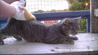 Mias Katzenwelt Fauchende Katze vs Fellhandschuh [upl. by Aidiruy939]