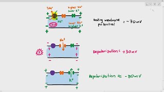 013 A Review of the Action Potential [upl. by Nenney]