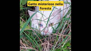 Un gatto raro con occhi diversi e affascinanti [upl. by Ogu]