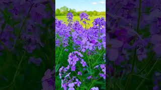 Hazy beautyBlue sky with white clouds floatingBeautiful flowers nature travel youtubeshorts [upl. by Reema55]