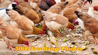 Free range chicken farm  Raising 5000 freerange chickens  Harvesting adult chickens [upl. by Muriel873]