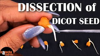 Dissection of Dicot Seed [upl. by Otrebla581]