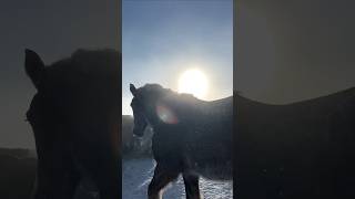 Opening day at National Elk Refuge Sleigh Rides in Jackson Hole Wyoming is coming quick 🌞❄️🐴 [upl. by Gustavus]